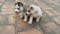 Siberian Husky Puppies for sale in Chennai, Tamil Nadu, India. price: 30000 INR