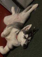 Siberian Husky Puppies for sale in Butler, PA, USA. price: NA