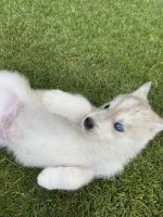 Siberian Husky Puppies for sale in 2505 Innisfree Dr, Bakersfield, CA 93309, USA. price: NA