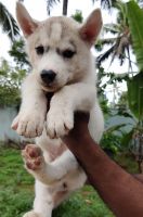 Siberian Husky Puppies for sale in Chennai, Tamil Nadu, India. price: 18000 INR