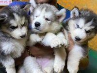 Siberian Husky Puppies for sale in Visakhapatnam, Andhra Pradesh, India. price: NA
