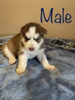 Siberian Husky Puppies for sale in Edinburg, TX, USA. price: NA