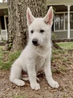Siberian Husky Puppies for sale in Arlington, TN, USA. price: NA