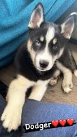Siberian Husky Puppies for sale in 8295 Janero Ave S, Cottage Grove, MN 55016, USA. price: NA