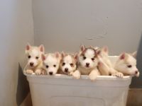 Siberian Husky Puppies for sale in Miami, FL 33184, USA. price: NA