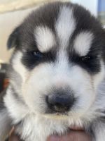 Siberian Husky Puppies for sale in Corona, CA, USA. price: NA