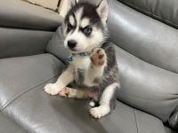 Siberian Husky Puppies for sale in Stone Mountain, GA, USA. price: NA