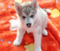 Siberian Husky Puppies for sale in Pune, Maharashtra, India. price: 26000 INR