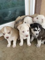 Siberian Husky Puppies for sale in Winchester, CA, USA. price: NA