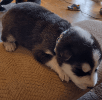 Siberian Husky Puppies for sale in Las Cruces, NM 88005, USA. price: NA
