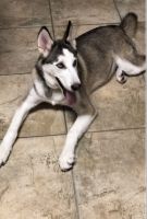 Siberian Husky Puppies for sale in Corpus Christi, TX 78414, USA. price: NA