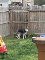 Siberian Husky Puppies for sale in Elkton, MD 21921, USA. price: NA