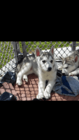 Siberian Husky Puppies for sale in Florence, KY, USA. price: NA