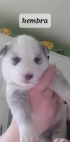Siberian Husky Puppies for sale in Minooka, IL, USA. price: NA