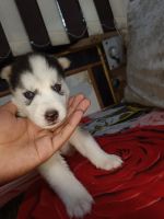 Siberian Husky Puppies for sale in Ashiyana, Lucknow, Uttar Pradesh, India. price: NA