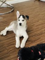 Siberian Husky Puppies for sale in Houston, TX 77066, USA. price: NA