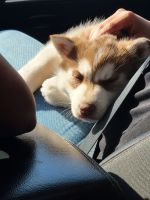Siberian Husky Puppies for sale in St Cloud, MN, USA. price: NA