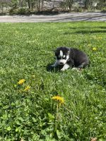 Siberian Husky Puppies for sale in Mcconnellsburg, PA 17233, USA. price: NA
