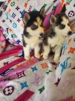Siberian Husky Puppies for sale in Aurora, CO, USA. price: NA