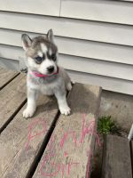 Siberian Husky Puppies for sale in West Branch, MI 48661, USA. price: NA