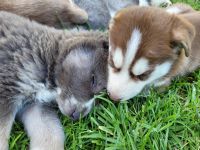 Siberian Husky Puppies for sale in Chula Vista, CA, USA. price: NA