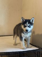 Siberian Husky Puppies for sale in Stockton, CA, USA. price: NA