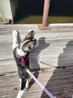 Siberian Husky Puppies for sale in West Bloomfield Township, MI, USA. price: NA