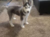Siberian Husky Puppies for sale in 760 Laxford Rd, San Jacinto, CA 92583, USA. price: NA