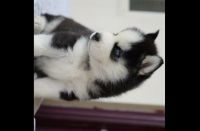 Siberian Husky Puppies for sale in Amruthahalli Main Rd, Talacauvery Layout, Amrutahalli, Byatarayanapura, Bengaluru, Karnataka, India. price: 40000 INR