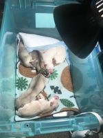 Siberian Husky Puppies for sale in Portland, OR, USA. price: NA