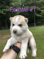 Siberian Husky Puppies for sale in Snow Hill, NC 28580, USA. price: NA