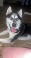 Siberian Husky Puppies for sale in Reseda, Los Angeles, CA, USA. price: NA