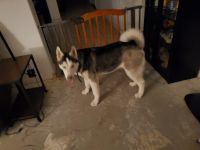 Siberian Husky Puppies for sale in Florence, AZ, USA. price: NA