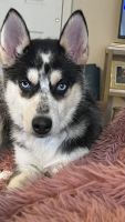 Siberian Husky Puppies for sale in Greece, NY 14615, USA. price: NA