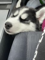 Siberian Husky Puppies for sale in 10711 NW 21st St, Coral Springs, FL 33071, USA. price: NA