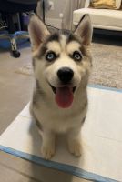 Siberian Husky Puppies for sale in Kissimmee, FL 34746, USA. price: NA