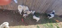 Siberian Husky Puppies for sale in Kuna, ID, USA. price: NA