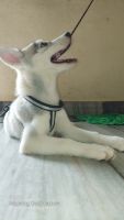 Siberian Husky Puppies for sale in Dilsukhnagar, Hyderabad, Telangana, India. price: 25000 INR