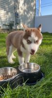 Siberian Husky Puppies for sale in Glassboro, NJ, USA. price: NA