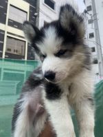 Siberian Husky Puppies for sale in Hyderabad, Telangana, India. price: 45000 INR