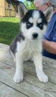 Siberian Husky Puppies for sale in Scottsville, KY 42164, USA. price: NA