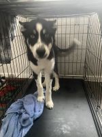 Siberian Husky Puppies for sale in 9348 S Harvard Ave, Chicago, IL 60620, USA. price: NA