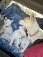 Siberian Husky Puppies for sale in Mundelein, IL, USA. price: NA