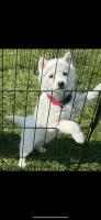 Siberian Husky Puppies for sale in Cincinnati, OH, USA. price: NA
