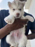 Siberian Husky Puppies for sale in Malur, Karnataka, India. price: 35000 INR