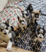 Siberian Husky Puppies for sale in Bellevue, ID, USA. price: NA