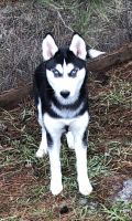 Siberian Husky Puppies for sale in Brainerd, MN 56401, USA. price: NA