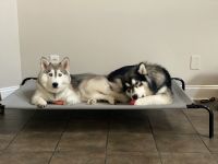 Siberian Husky Puppies for sale in Rock Hill, SC 29732, USA. price: NA