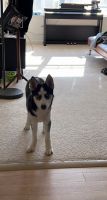 Siberian Husky Puppies for sale in Somerset, NJ 08873, USA. price: NA