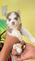 Siberian Husky Puppies for sale in Poonamallee, Chennai, Tamil Nadu, India. price: NA
